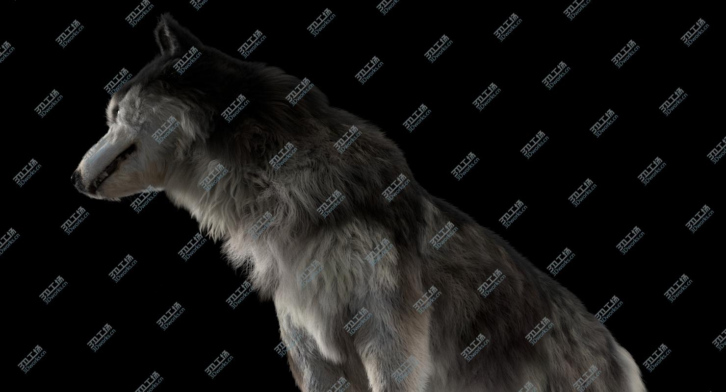 images/goods_img/202104021/3D Siberian Husky (Rigged) (Fur) model/5.jpg